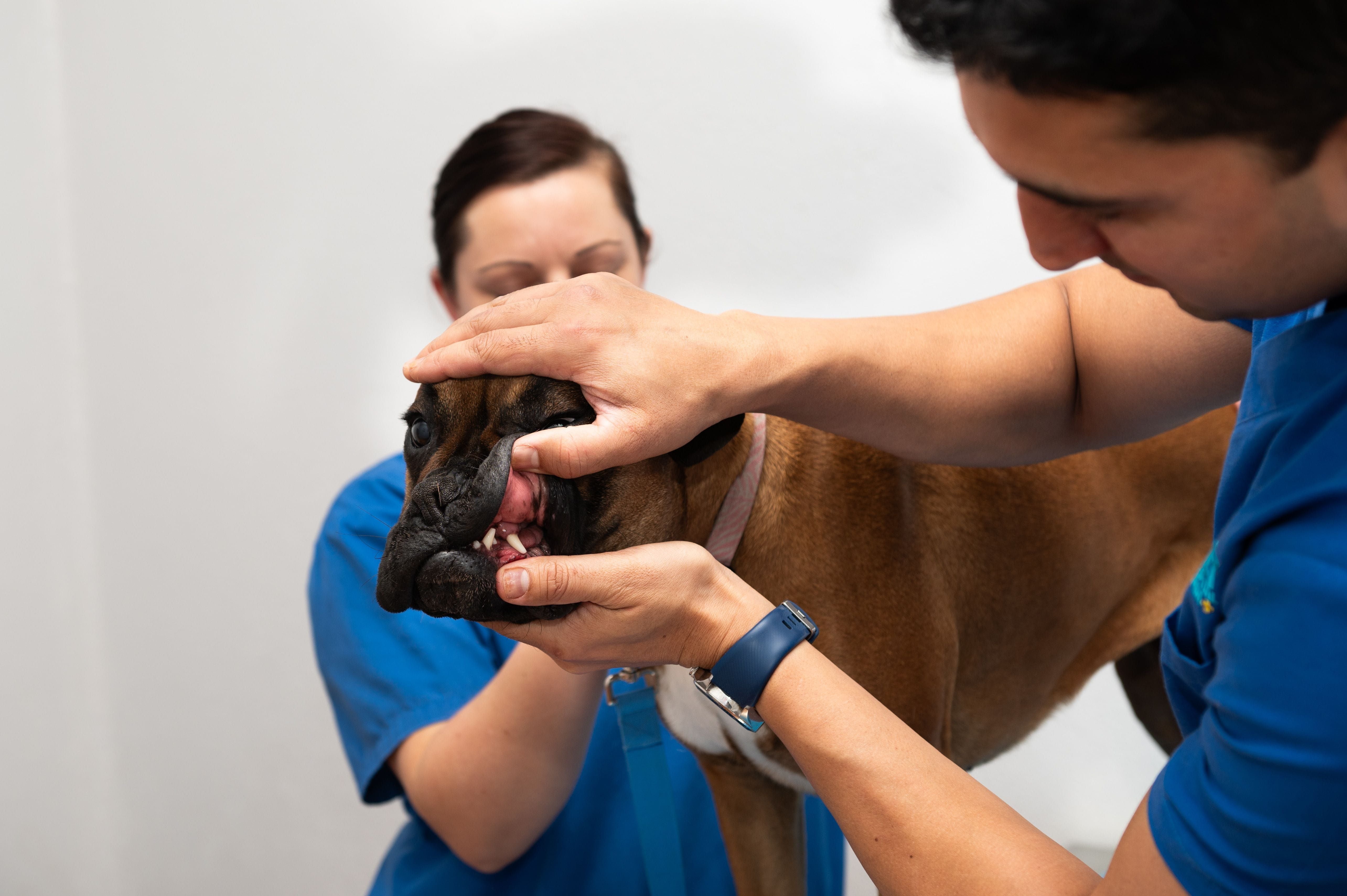 Dental Disease in Dogs and Cats Dental Disease in Dogs and Cats